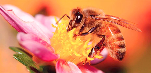 Пчелиный яд (апитоксин)